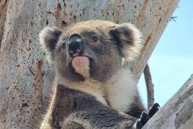 Port Lincoln Mikkira Station Wild Koala Safari Tour - A Deep Dive: What to Expect on the Mikkira Station Wild Koala Safari