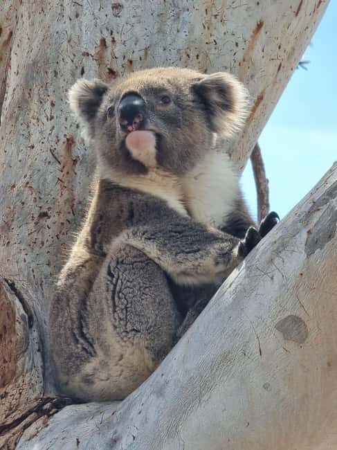 Port Lincoln Mikkira Station Wild Koala Safari Tour - Port Lincoln Mikkira Station Wild Koala Safari Tour