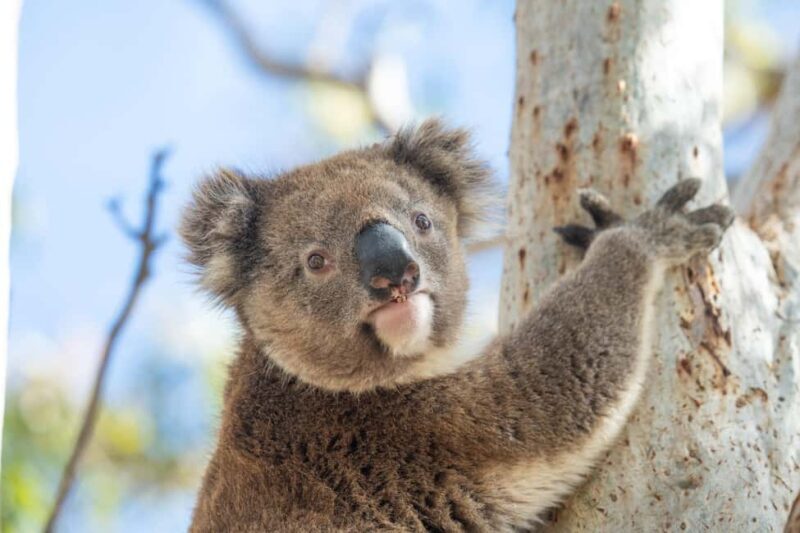 Port Lincoln Mikkira Station Wild Koala Safari Tour - What to Expect During the Tour