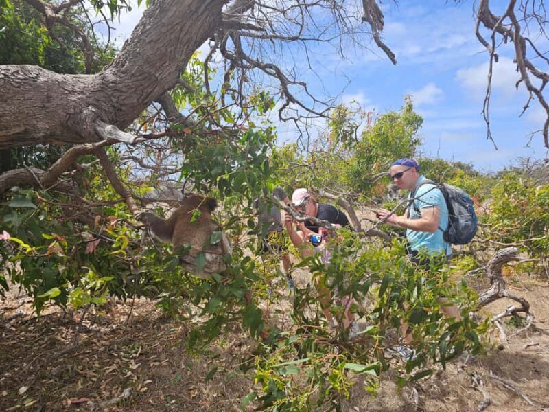 Port Lincoln Mikkira Station Wild Koala Safari Tour - The Value of This Experience