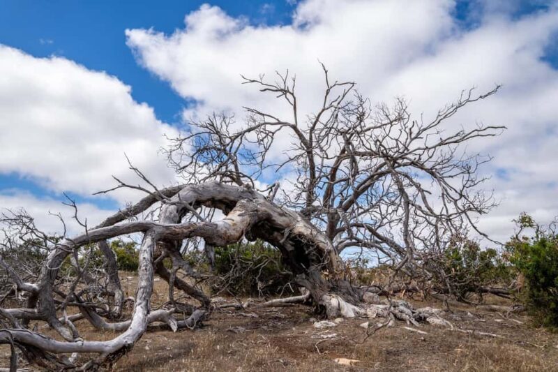 Port Lincoln Mikkira Station Wild Koala Safari Tour - The Limitations & Considerations