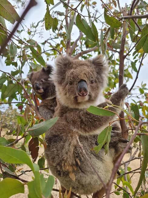 Port Lincoln Mikkira Station Wild Koala Safari Tour - Who Should Consider This Tour?