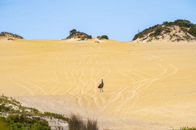 Port Lincoln: Wildlife and Sightseeing Full-Day 4WD Tour - Why We Love This Tour