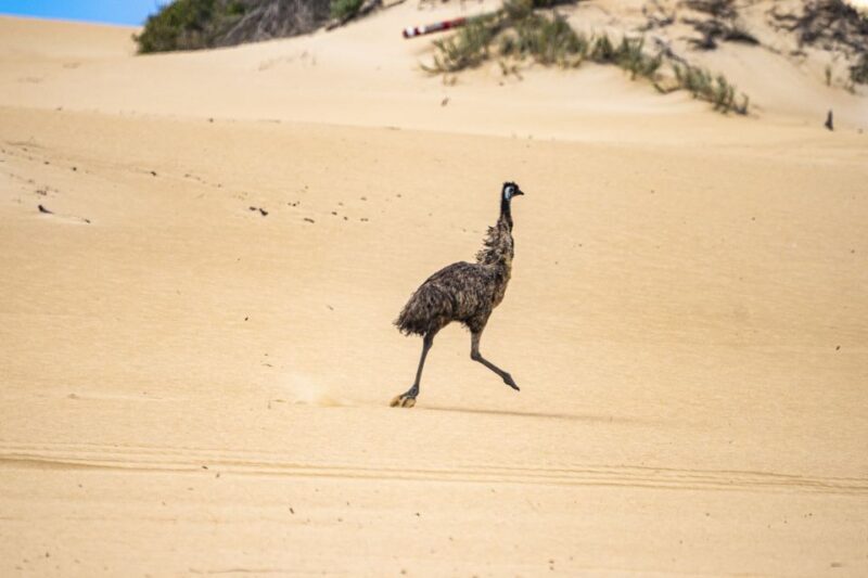 Port Lincoln: Wildlife and Sightseeing Full-Day 4WD Tour - FAQ