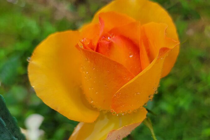 Port of Hilo to Volcano Tour - Authenticity and Cultural Connection