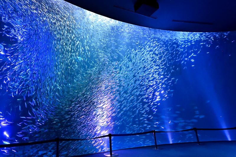 Port of Nagoya Public Aquarium Ticket - What to know before you go