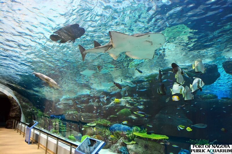 Port of Nagoya Public Aquarium Ticket - Give yourself time for both buildings