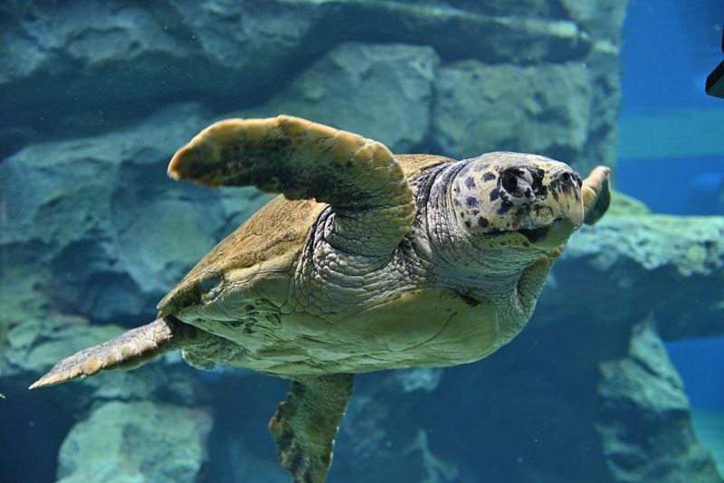 Port of Nagoya Public Aquarium Ticket - Is the ticket good value?