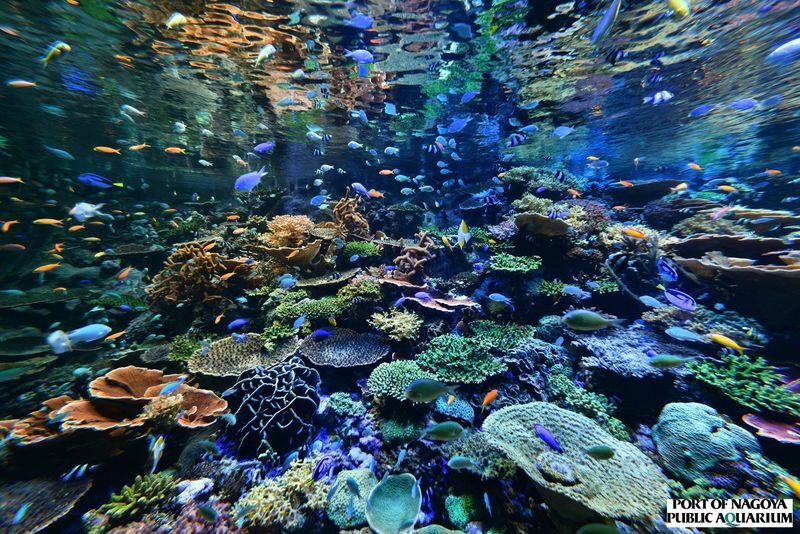 Port of Nagoya Public Aquarium Ticket - Who will enjoy this visit most?