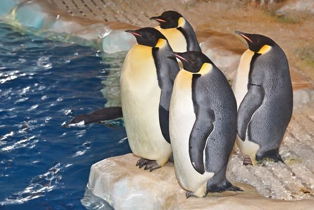 Port of Nagoya Public Aquarium Ticket - Should you book the Port of Nagoya Public Aquarium?
