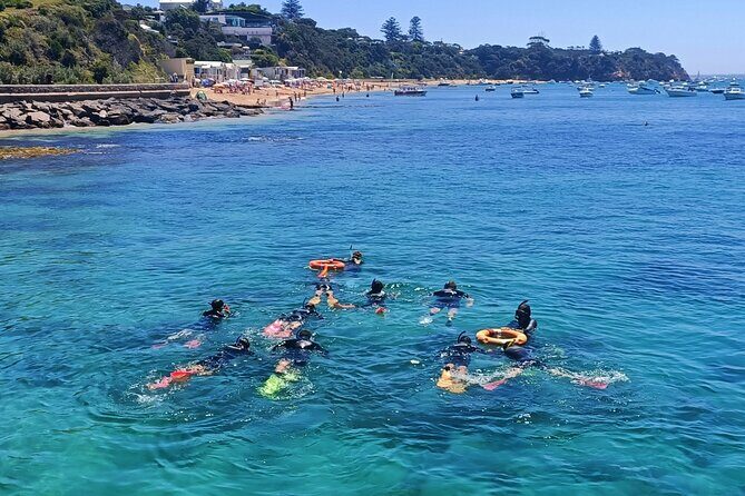 Port Phillip Bay Snorkeling with Sea Dragons - Exploring Port Phillip Bay Snorkeling with Sea Dragons: A Detailed Review