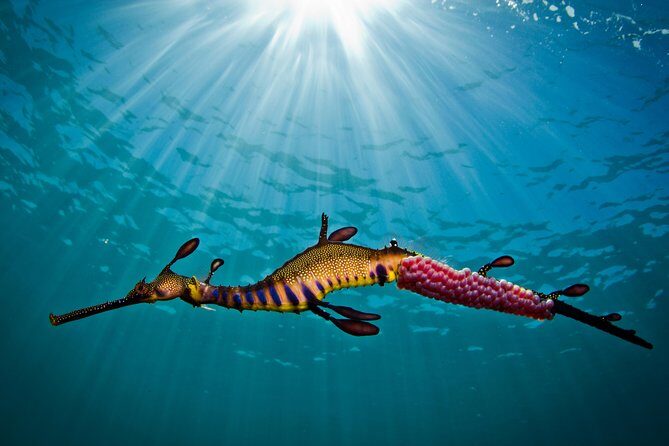 Port Phillip Bay Snorkeling with Sea Dragons - Who This Tour is Perfect For