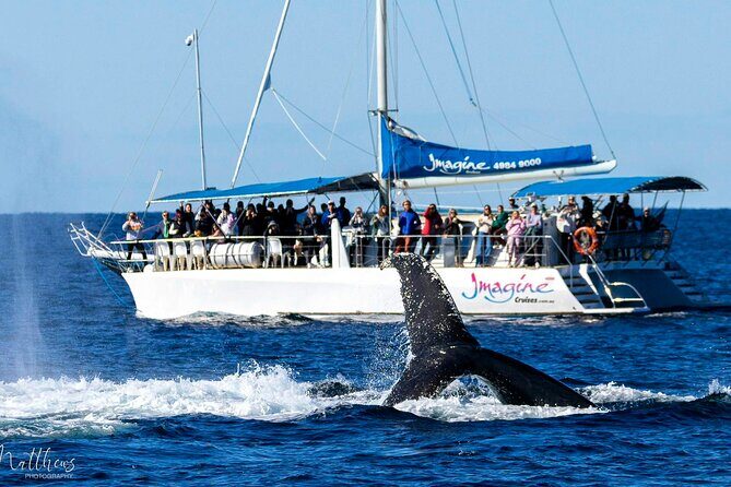 Port Stephens 3 Hour Whale and Dolphin Watch Cruise - The Itinerary and What to Expect