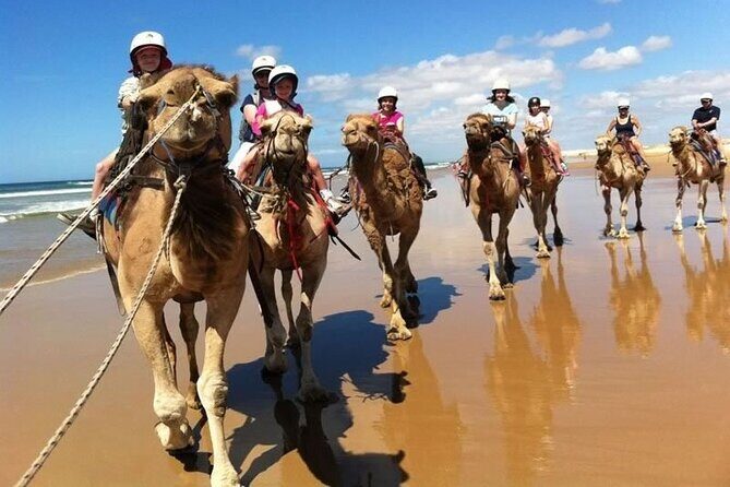 Port Stephens Day Trip from Sydney - Final Thoughts: Is This Tour Worth It?