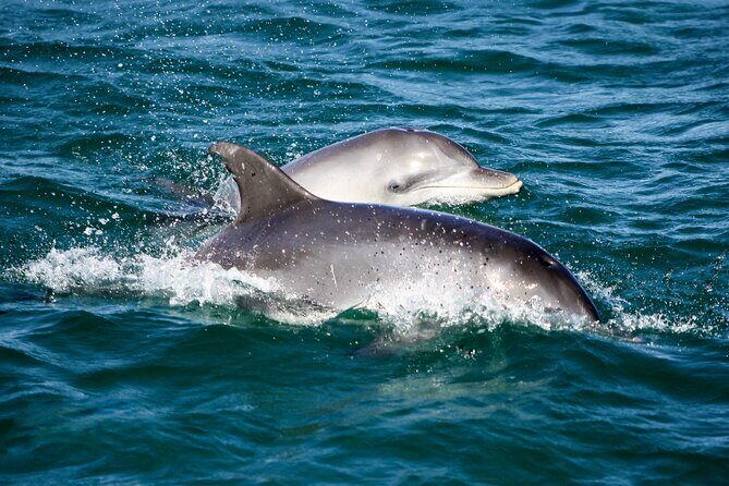 Port Stephens: Dolphin Discovery Cruise - Key Points