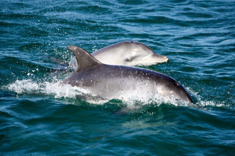 Port Stephens: Dolphin Watching Cruise - Port Stephens: Dolphin Watching Cruise