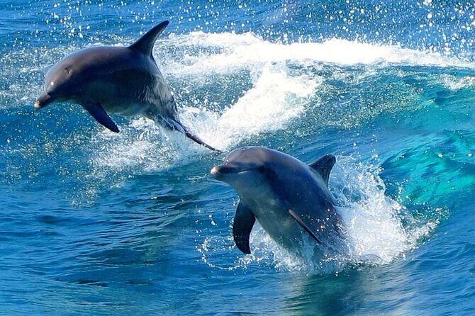 Port Stephens Experience: Incredible Adventure, Wild by Nature - Key Points