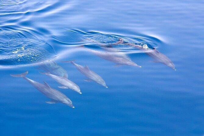 Port Stephens Experience: Incredible Adventure, Wild by Nature - FAQ