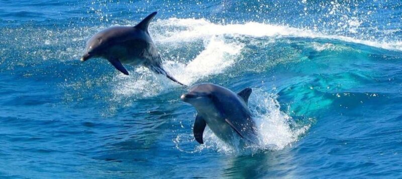 Port Stephens Experience + Sydney Hop-on-Hop-off Bus Ticket - FAQ