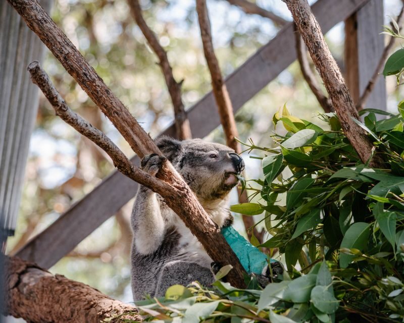 Port Stephens: Koala Sanctuary General Admission Ticket - Key Points