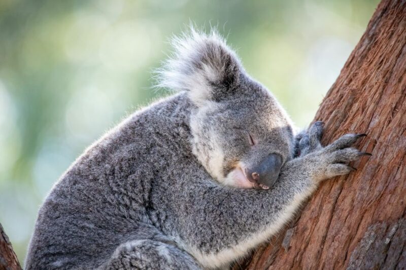 Port Stephens: Koala Sanctuary General Admission Ticket - Analyzing the Value