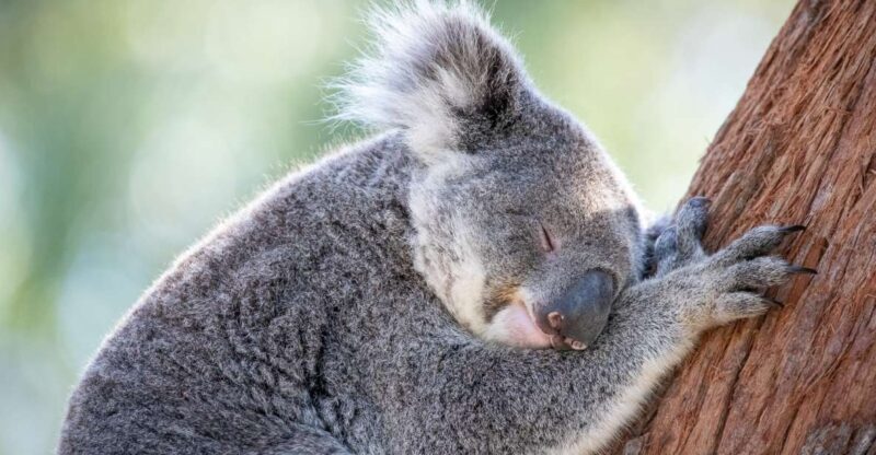 Port Stephens: Koala Sanctuary General Admission Ticket - The Sum Up: Who Should Visit?