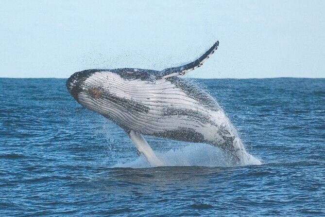 Port Stephens + Whale Watching + 4WD/Sandboarding ex Sydney - Experience the Best of Port Stephens in a Single Day