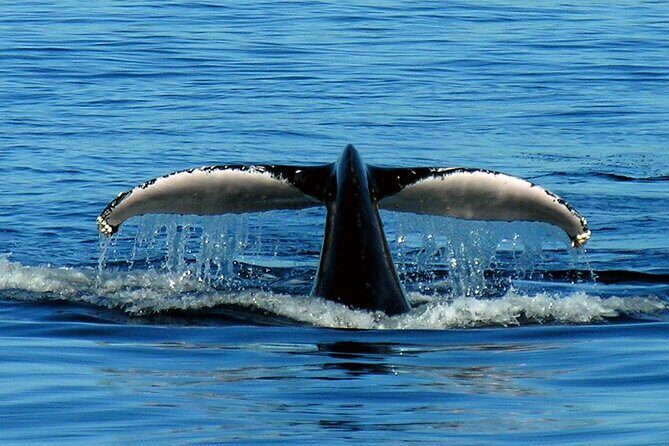 Port Stephens + Whale Watching + 4WD/Sandboarding ex Sydney - Practical Tips for Your Trip