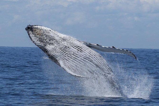 Port Stephens: Whale Watching Cruise - Discover the Wonders of Port Stephens: Whale Watching Cruise