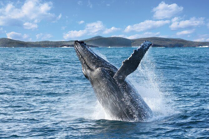 Port Stephens: Whale Watching Cruise - Key Points