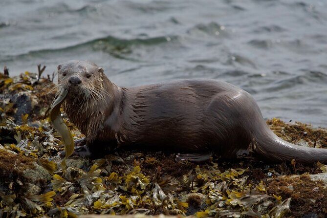 Port Townsend Wildlife Watching Cruise - Comfort and Safety on Board