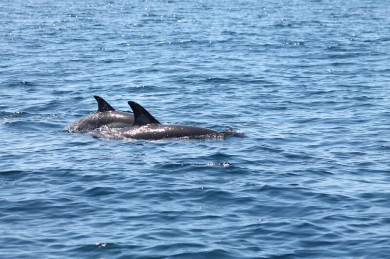 Portimão: 2-Hour Dolphin Watching Boat Tour - Who Should Consider This Tour?