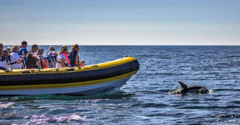 Portimão: 2-Hour Dolphin Watching Boat Tour - Frequently Asked Questions