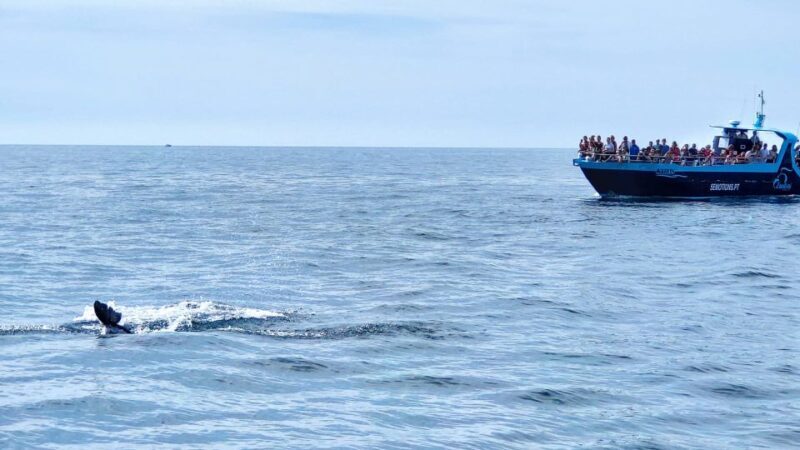 Portimão: Benagil Caves & Dolphins Watching with Biologist - Final Thoughts: Who Will Love This Tour?