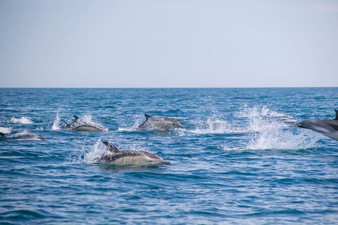 Portimão:Embark on NatureBenagil and DolphinsBiologist on board - Key Points