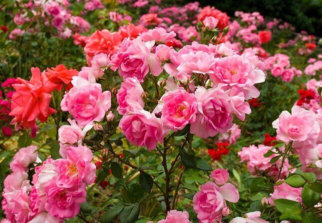 Portland City Tour - Portland City Tour: A Compact Way to Experience the Rose City