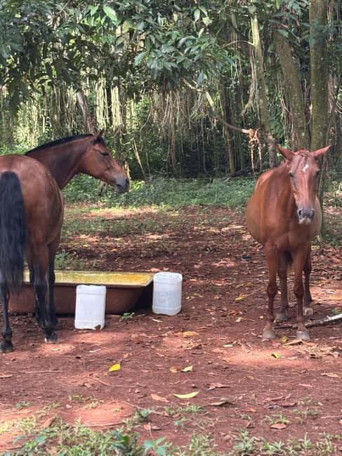 Portland, Jamaica: Horseback Riding Tour - An In-Depth Look at the Experience