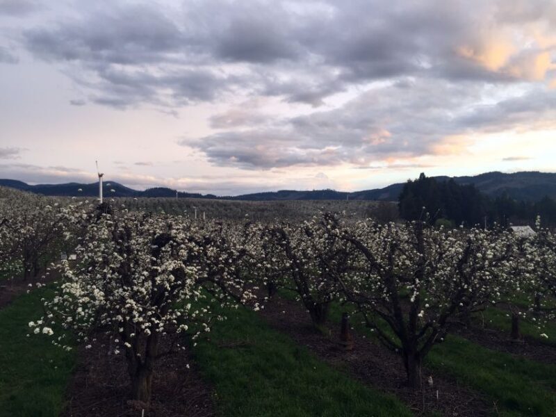 Portland: Mount Hood Wine and Waterfalls Full-Day Tour - Final Thoughts