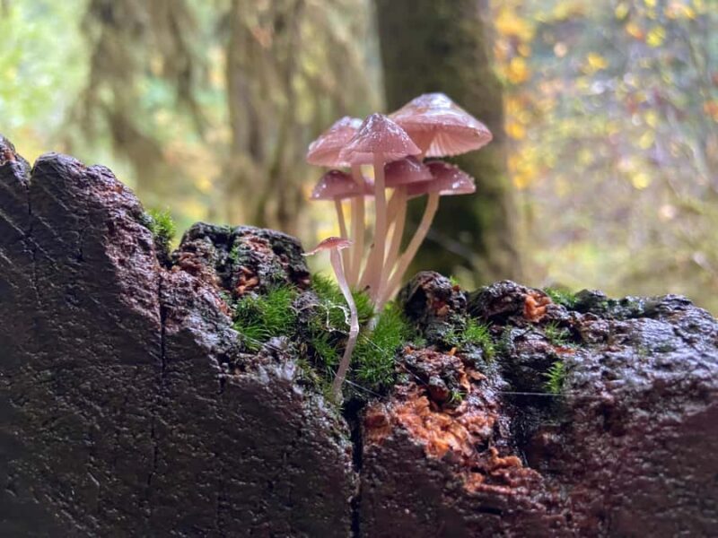 Portland Oregon: Silver Falls State Park Waterfall Hike - FAQ