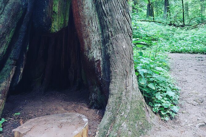 Portland Tea Party Outdoor Tea Ceremony Experience - Authenticity and What Travelers Say