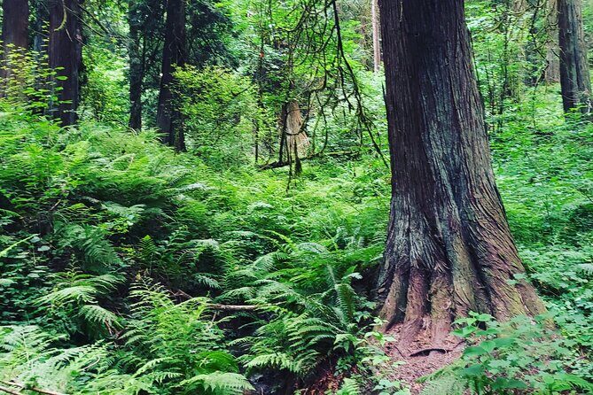 Portland Tea Party Outdoor Tea Ceremony Experience - Who Should Consider This Tour?