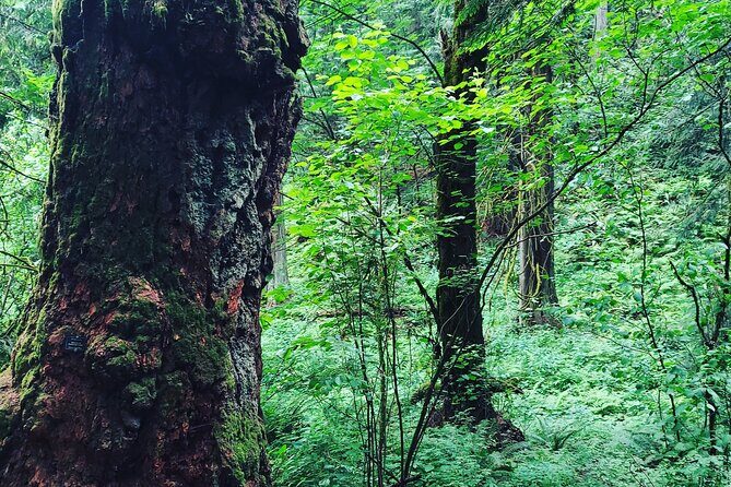 Portland Tea Party Outdoor Tea Ceremony Experience - FAQ