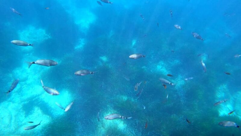 Porto : Discovery of the marine fauna and flora/Bay of Porto - The Sum Up