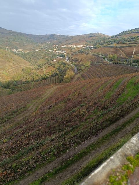 Porto: Douro valley 2 farms with wine tasting and lunch - An In-Depth Look at the Tour Experience