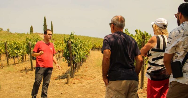 Porto: Douro Valley History & Wine Tour with Cruise & Lunch - Who Will Love This Tour?
