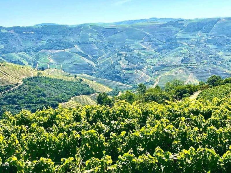 Porto: Douro Valley Tour with 3 Wineries and Lunch - Practical Tips for Your Douro Valley Tour