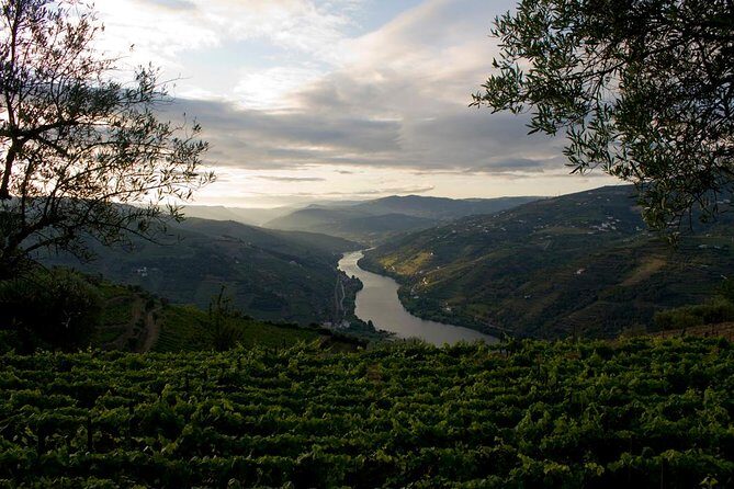 Porto: Douro Valley Wine Tour Including Lunch - Who Should Consider This Tour?