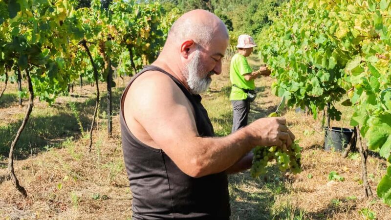 Porto: Green Wine Tasting and visit - Key Points