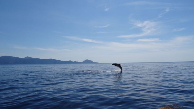 Porto: Half-Day Cruise Scandola Reserve & Calanche de Piana - An In-Depth Look at the Porto: Half-Day Cruise