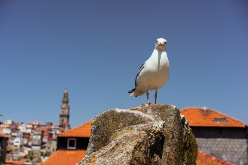 Porto: Harry Potters Inspiration Tour - What Sets This Tour Apart?